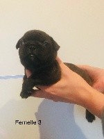 CHIOT