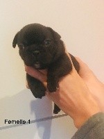 CHIOT
