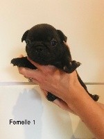 CHIOT